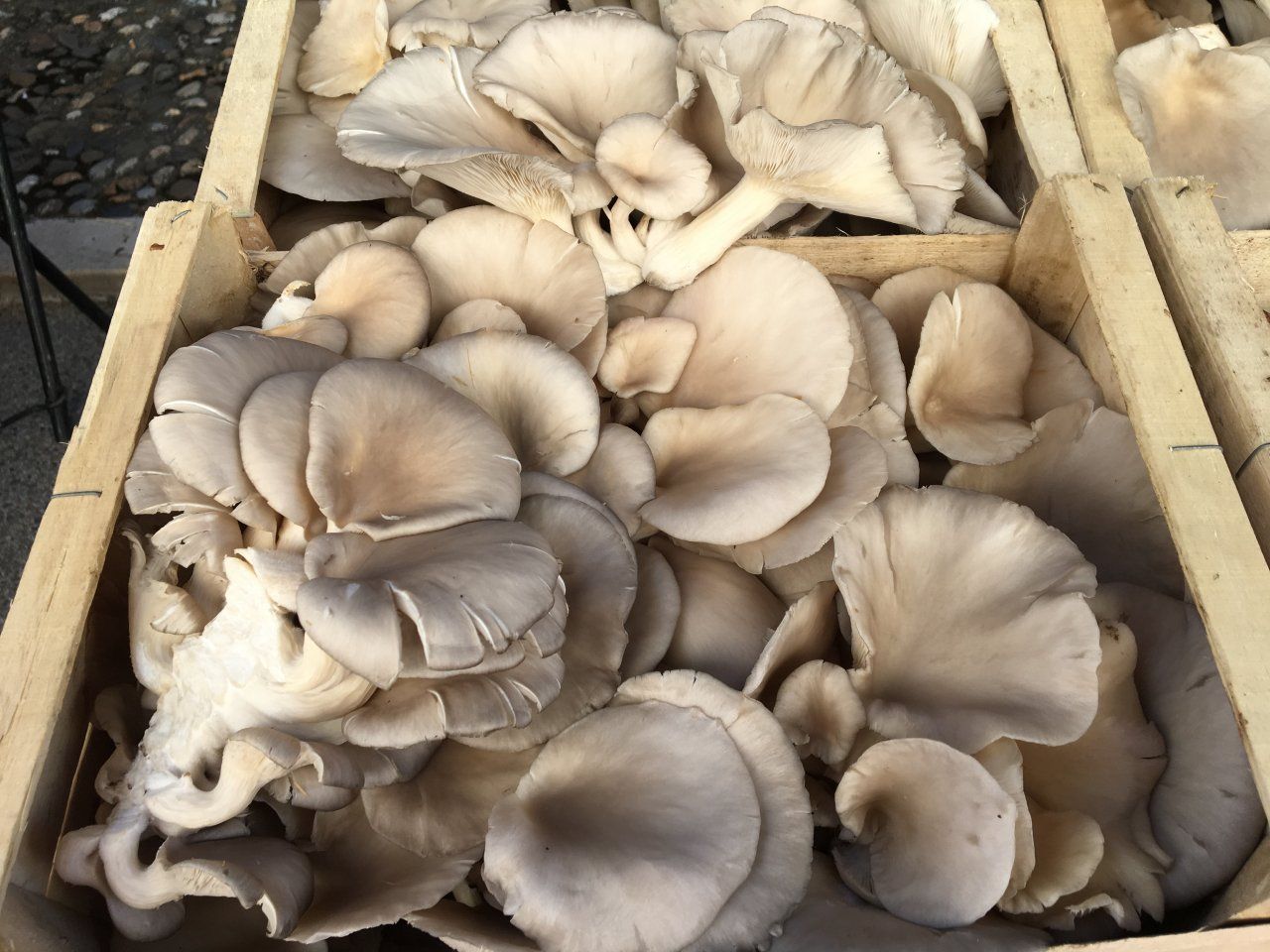 Conserverie Chancelie Conserverie Chancelie