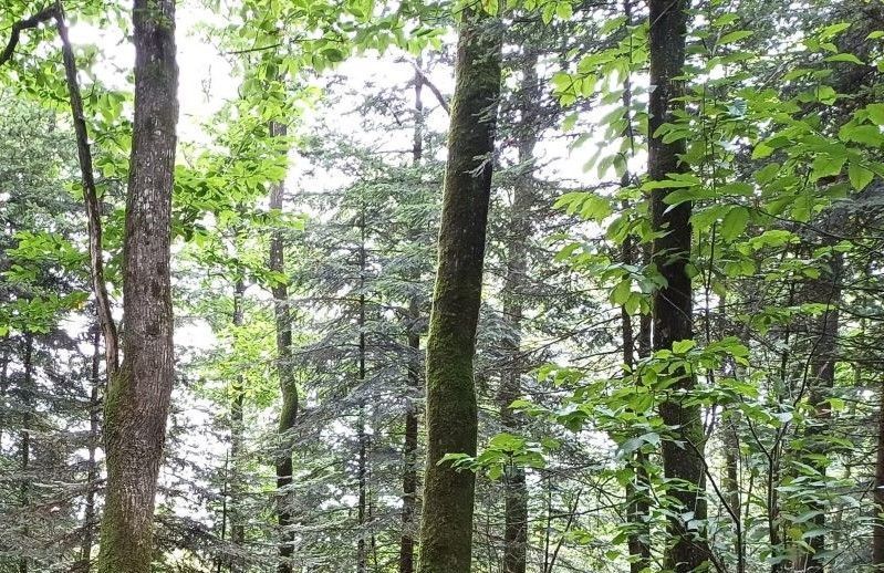 Forêt Transformation Marchés Construction Rénovation