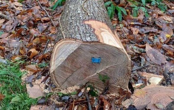 Achat Bois Châtaignier Feuillus RahuelBois France