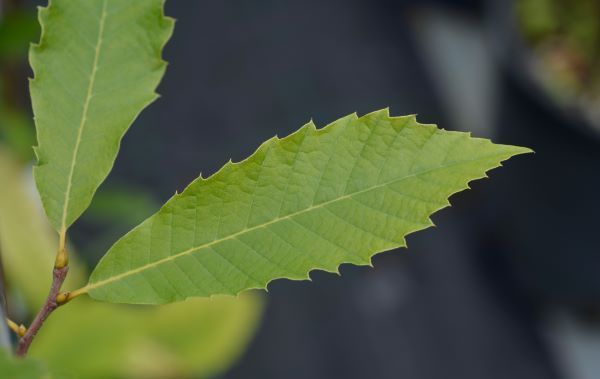 Lechâtaignier l'essence de RahuelBois Forêt Châtaignier Bois Feuillus