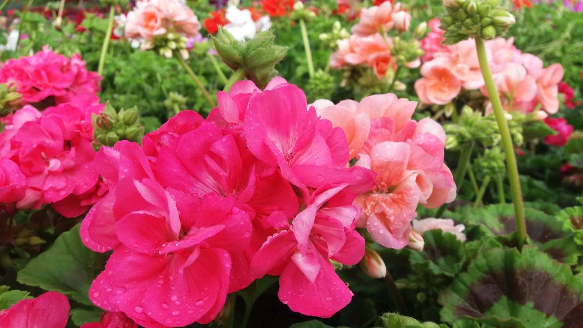 Hydrolát z pelargónie v bio či konvenční kvalitě