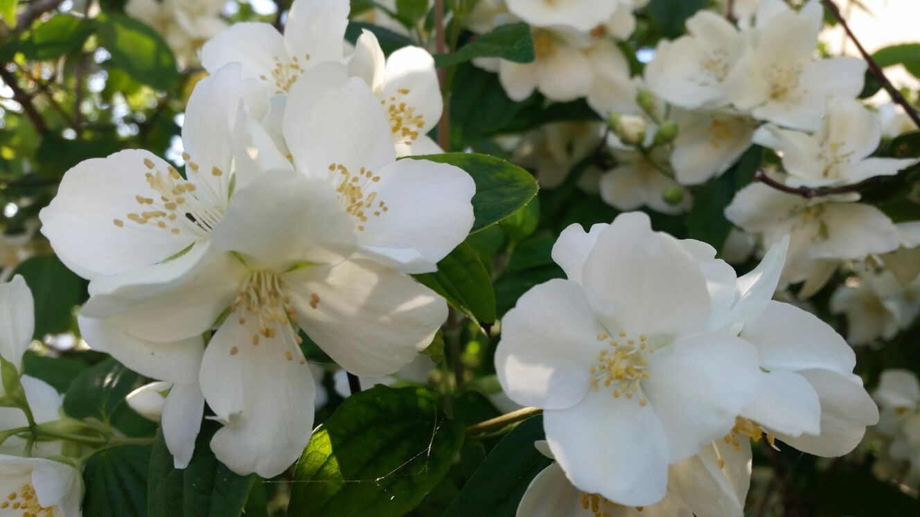 Hidroltaos y aguas florales