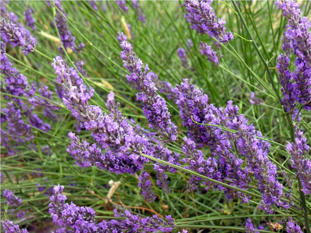 Hydrolát z levadnule úzkolisté v bio či konvenční kvalitě