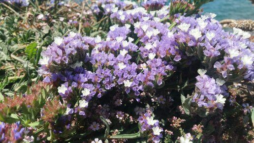 Prodej BIO i konvenčních esenciálních olejů