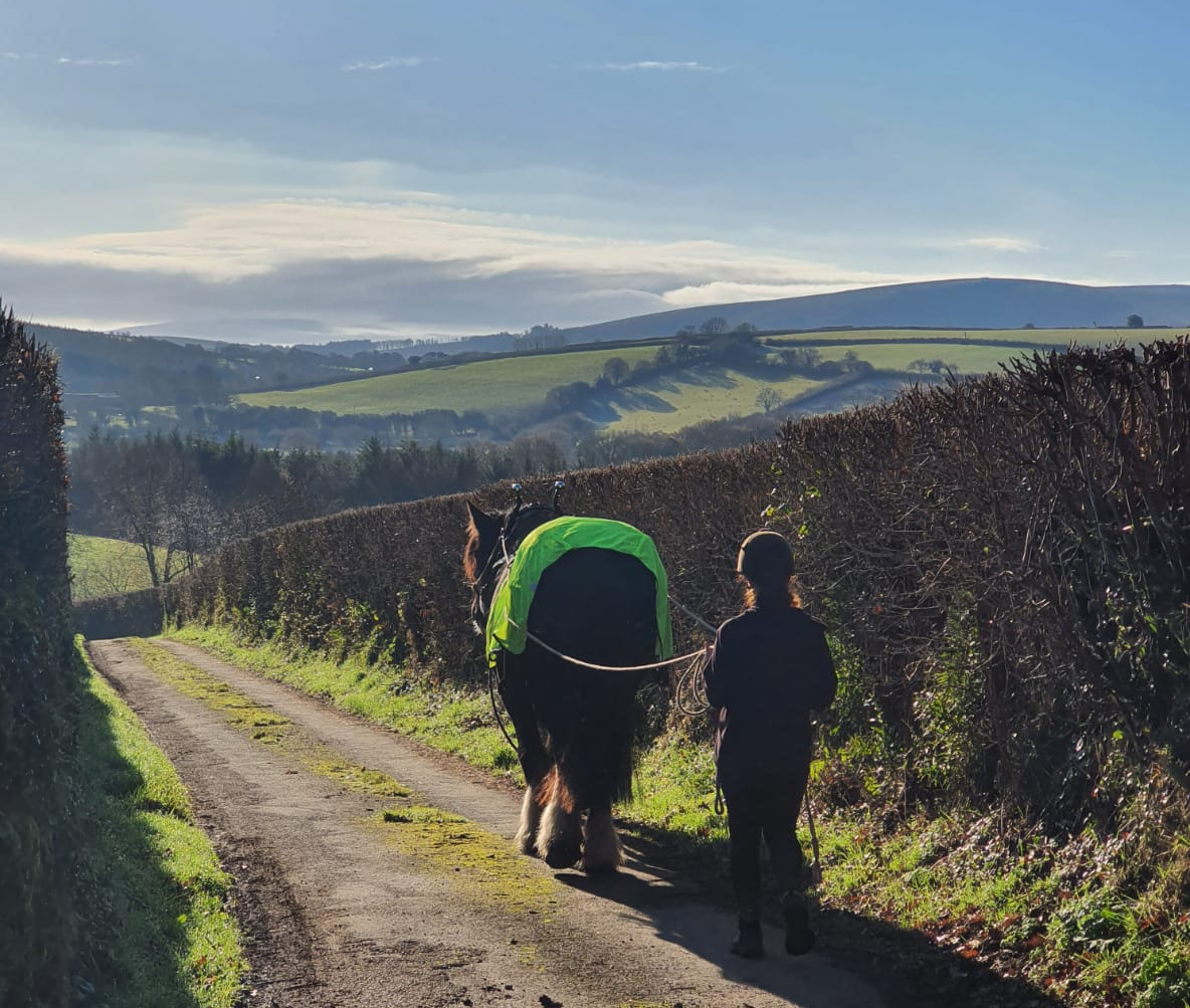 student working with Shire horse student working with Shire horse