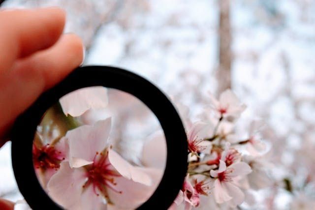 Nähere wissenschaftliche Informationen erhalten, Evidenz Lupe vergrößert Kirschblüte, forschen, genau hinschauen
