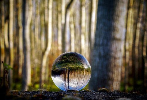 Hilfe bei psychicher Erkrankung. Link zu Terminbuchung. Glaskugel liegt auf dem Waldboden, die Spiegelung in der Sphäre ist auf dem Kopf stehend, paradox wirkend.