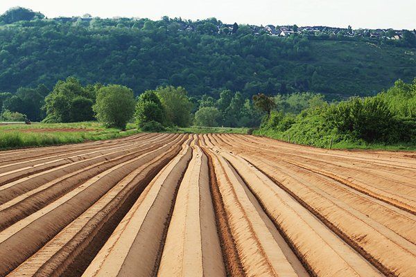 Kartoffelanbau bei Tier-Zewen