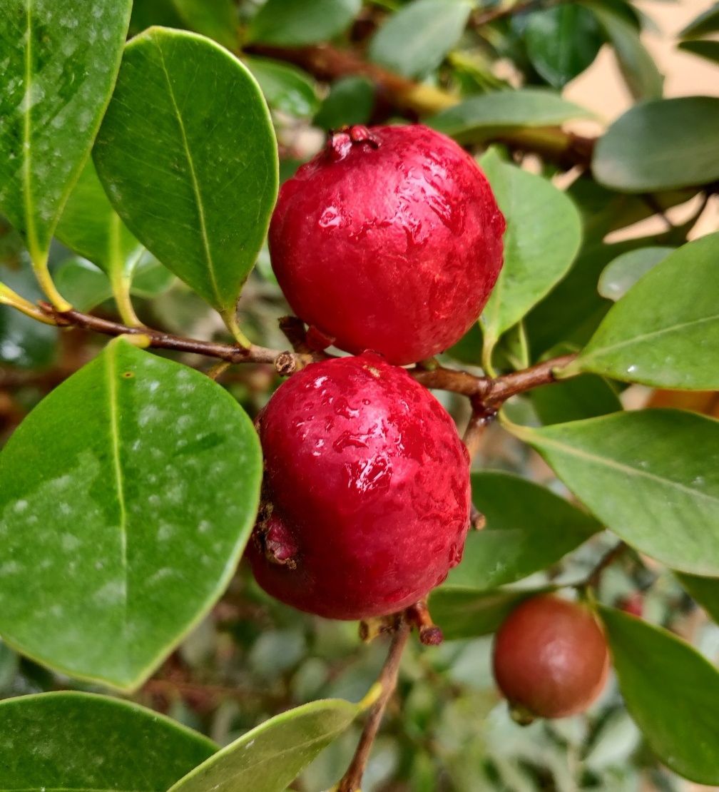 Gran Canarias wilde Früchte – Natur pur direkt am Wegesrand.