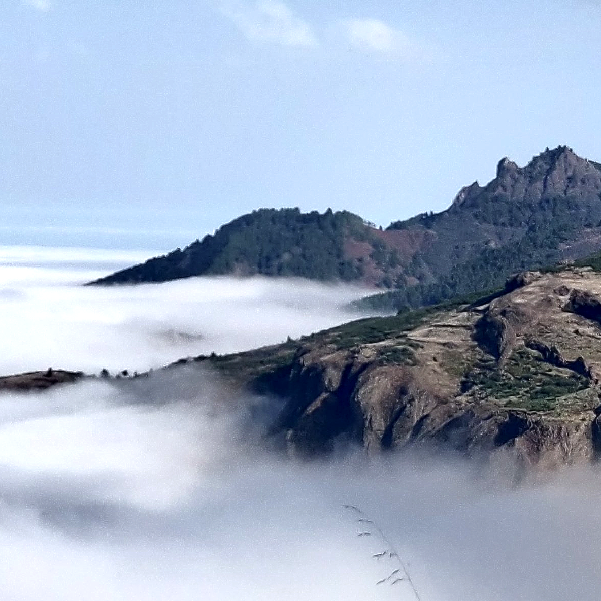 Naturvielfalt der Kanareninsel Gran Canaria Naturvielfalt der Kanareninsel Gran Canaria