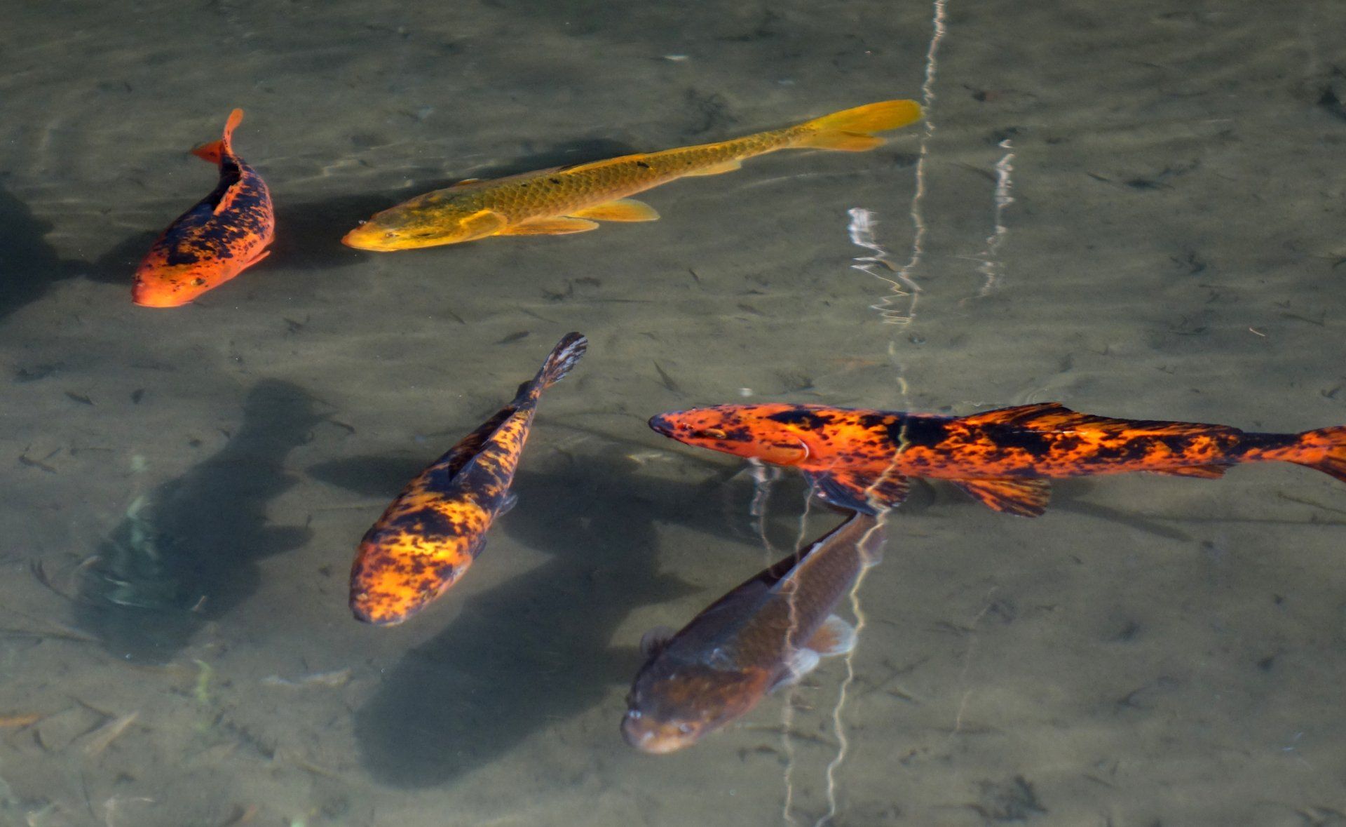 Carpes koï dans le bassin au dessus de la maison