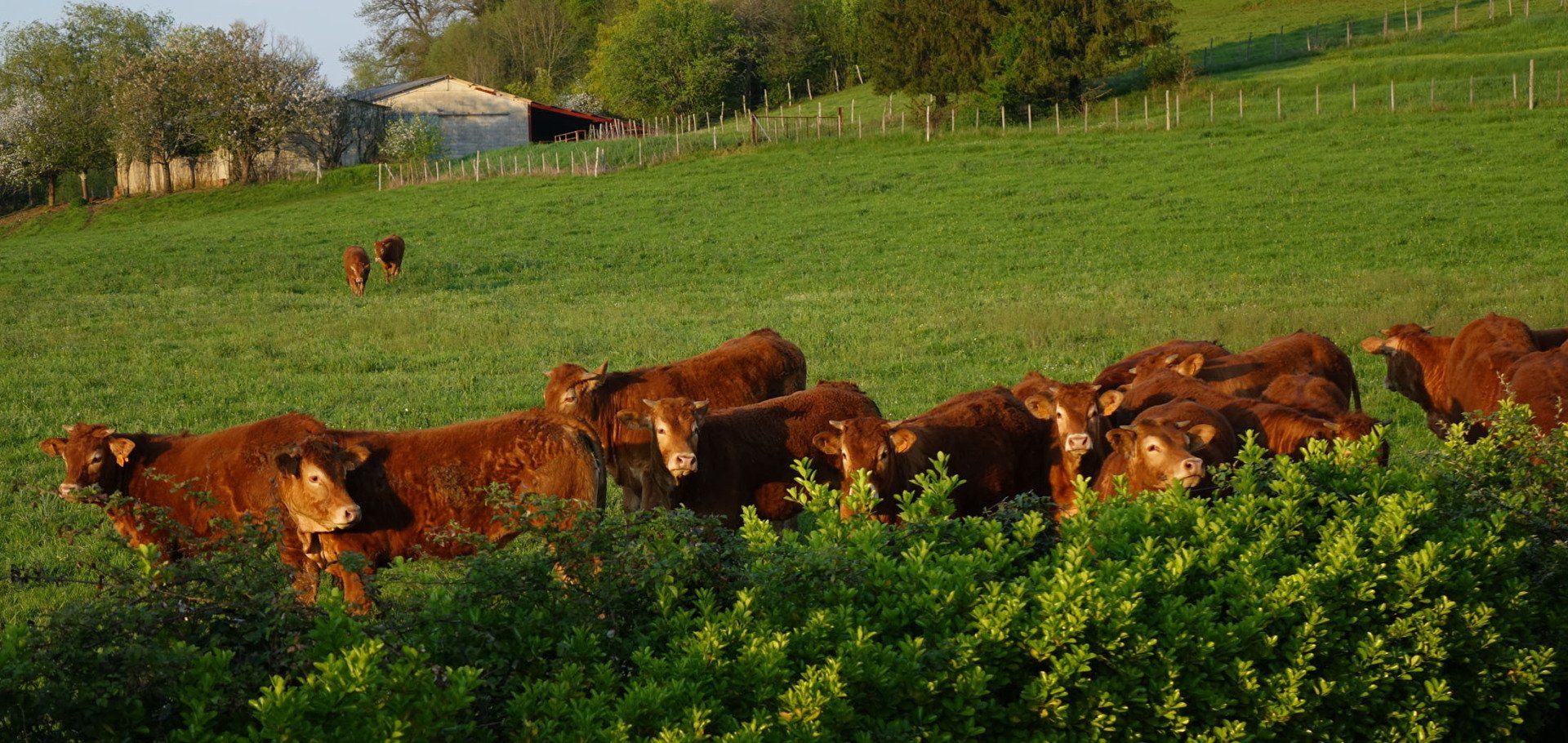 Troupeau de vaches Limousines dans le pré à côté de la propriété.