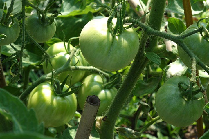 Tomates vertes