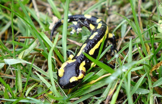 Salamandre sortie d'un bassin