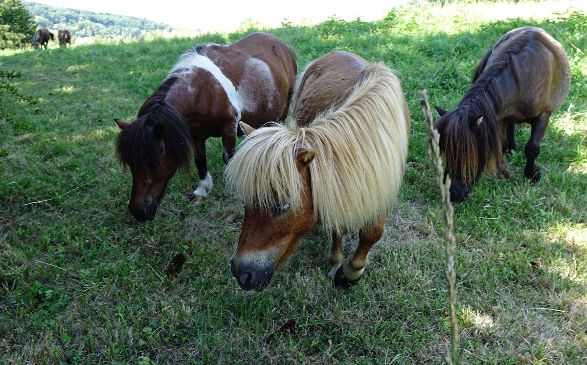 Poneys dans le pré