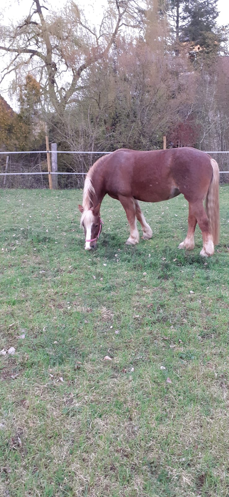 Schwarzwälderfuchs Stute Maxima
