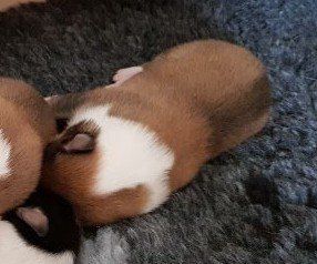 Alfine versteckt sich