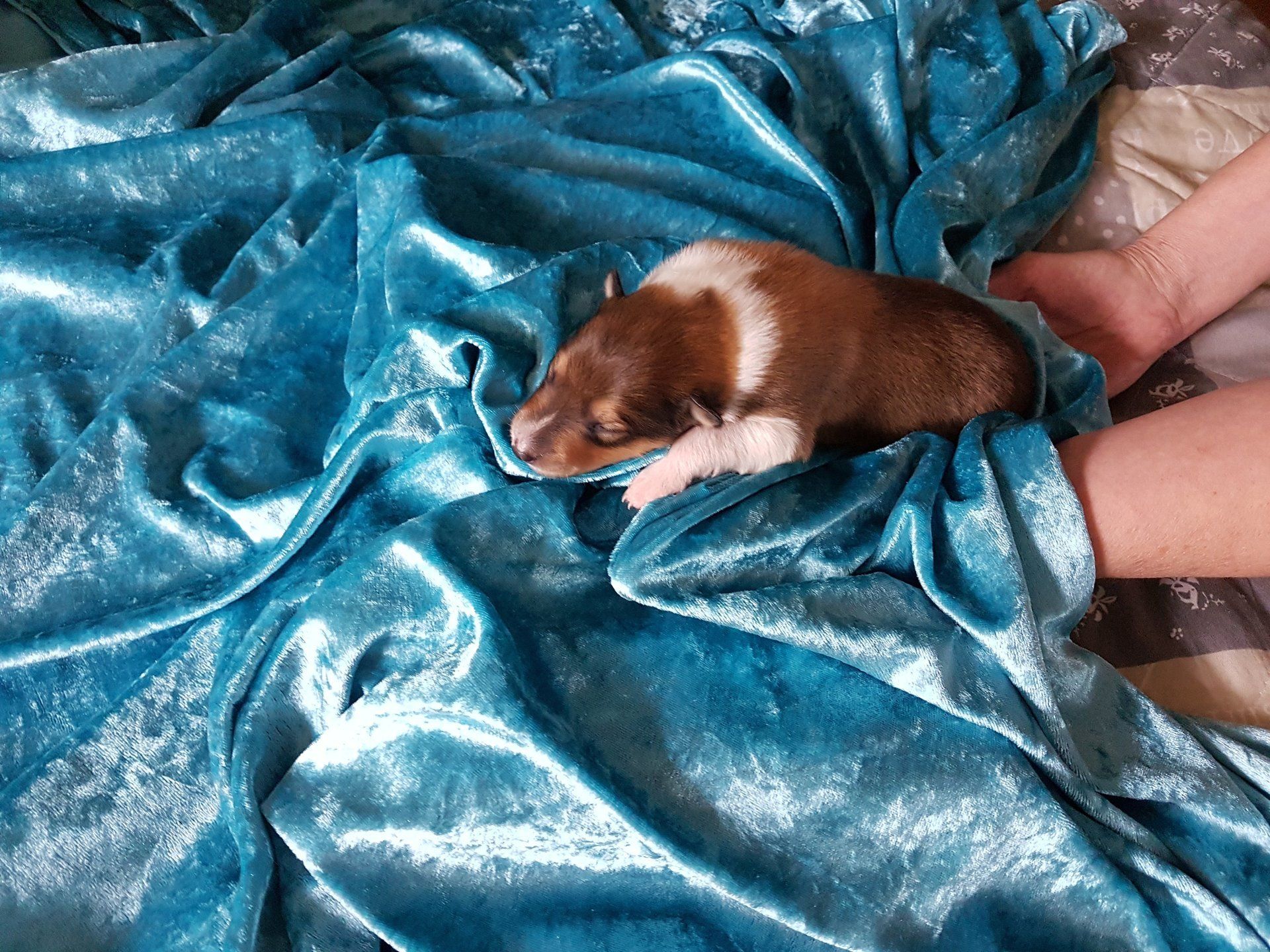 Alfine von der Kastanienallee Alfine von der Kastanienallee