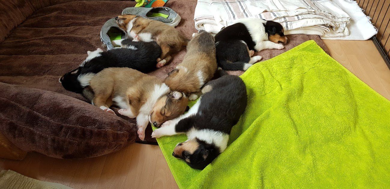 Gute Nacht Babys