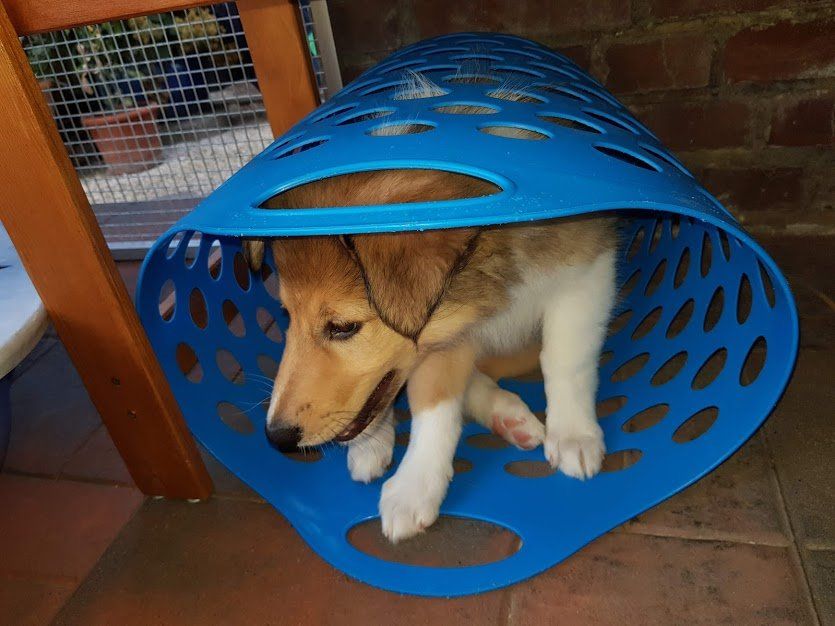 in der Tasche