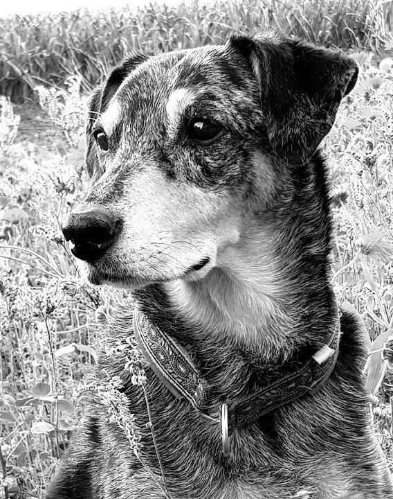 Monty Good Bey