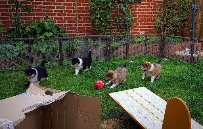 wer bekommt den Ball