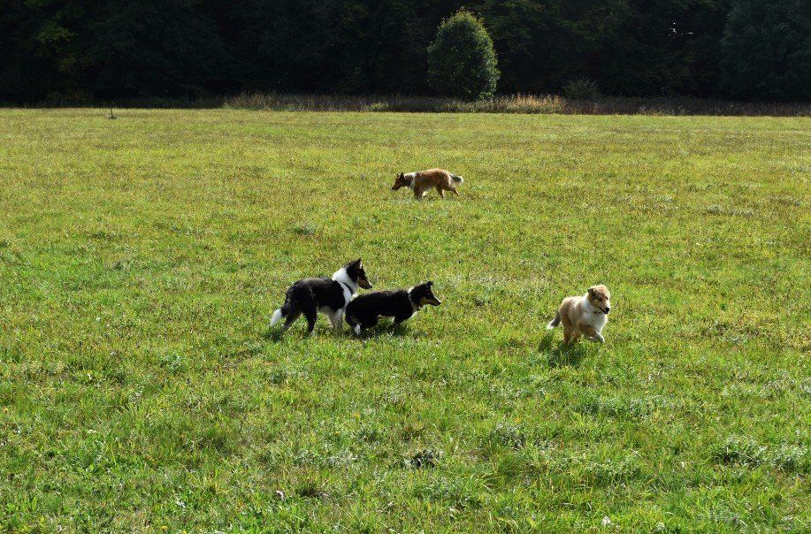 Auf der großen Wiese