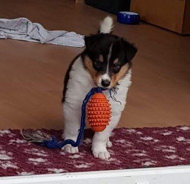 aportieren macht Spaß