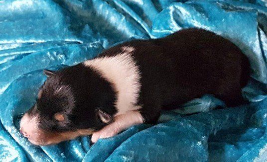 Athos von der Kastanienallee Athos von der Kastanienallee