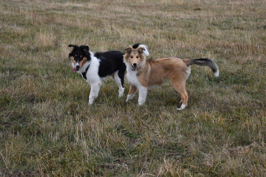 Alfine und Konrad