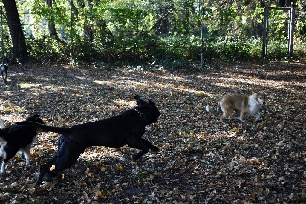 Oh man ist der Groß