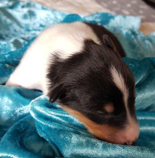 Attila von der Kastanienallee Attila von der Kastanienallee