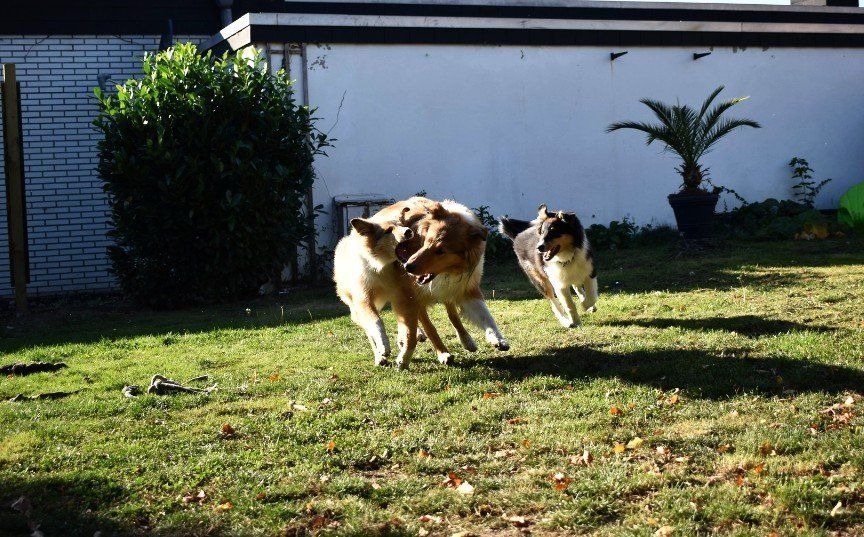 Collies toben