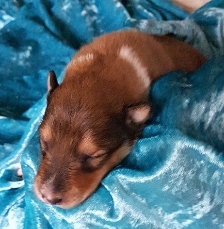 Apollo von der Kastanienallee Apollo von der Kastanienallee