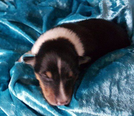 Aurora von der Kastanienallee Aurora von der Kastanienallee