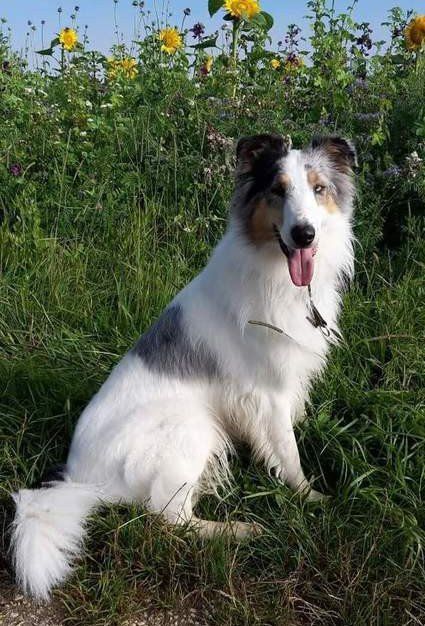 white blue merle