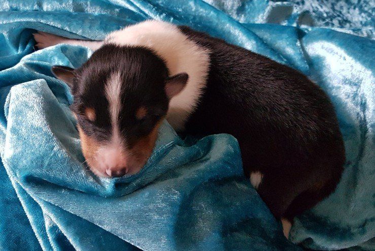 Attila von der Kastanienallee Attila von der Kastanienallee