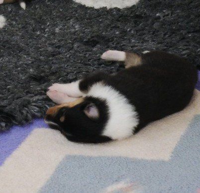 schlaf schön attila