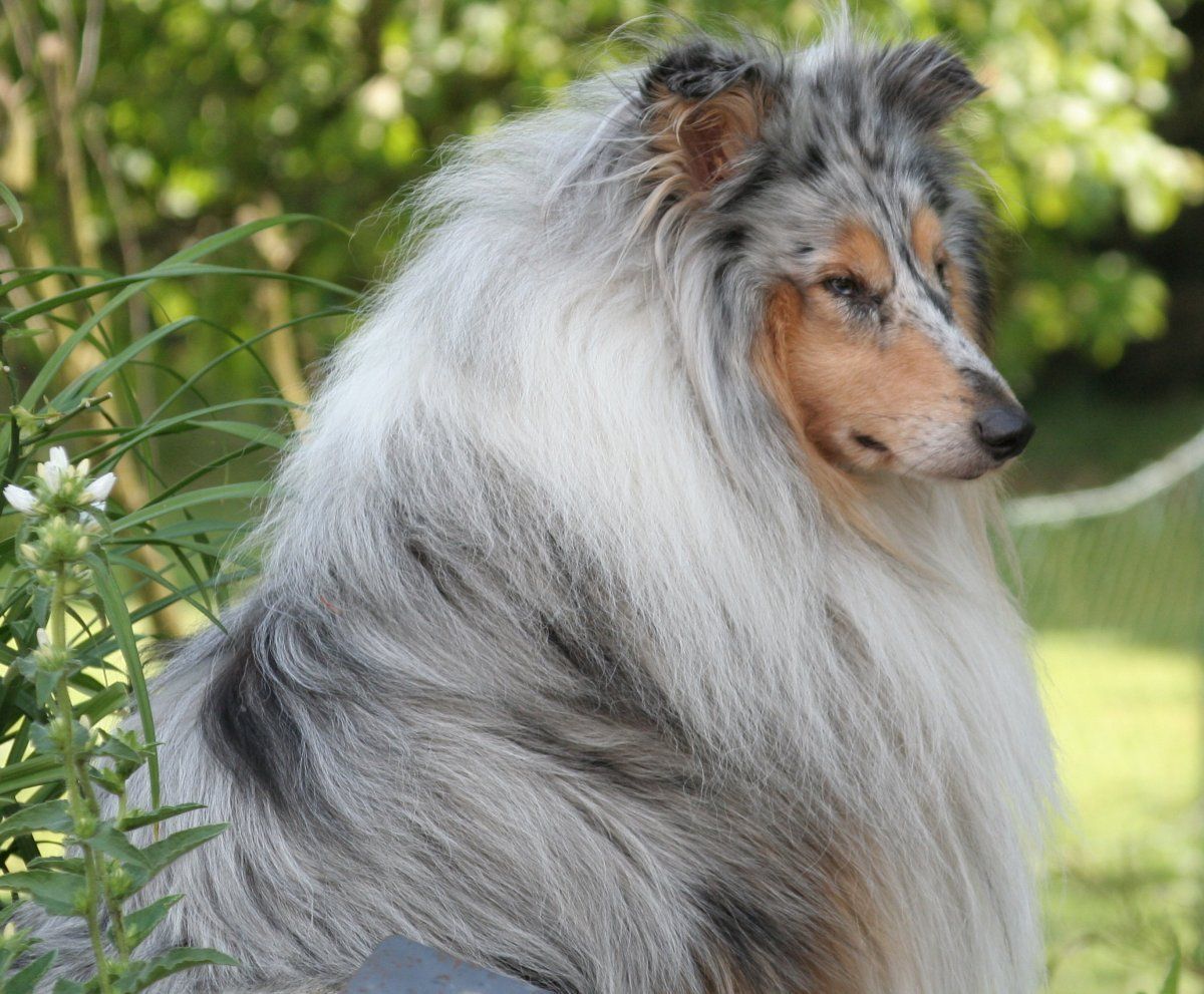 Foto: S. Kuhmann (Castle Town Collies)