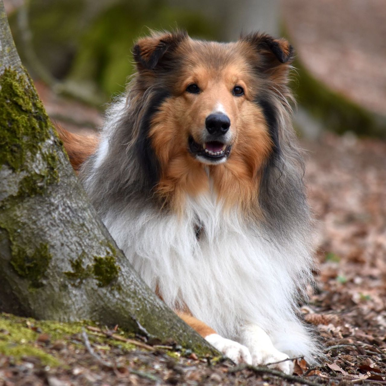 Hedda im Wald