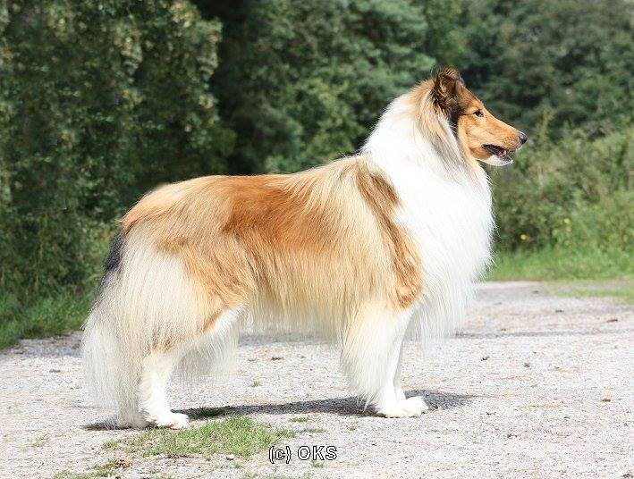 Itchy vom Neckarwiesenweg, Besitzer: Sandra Uhrig