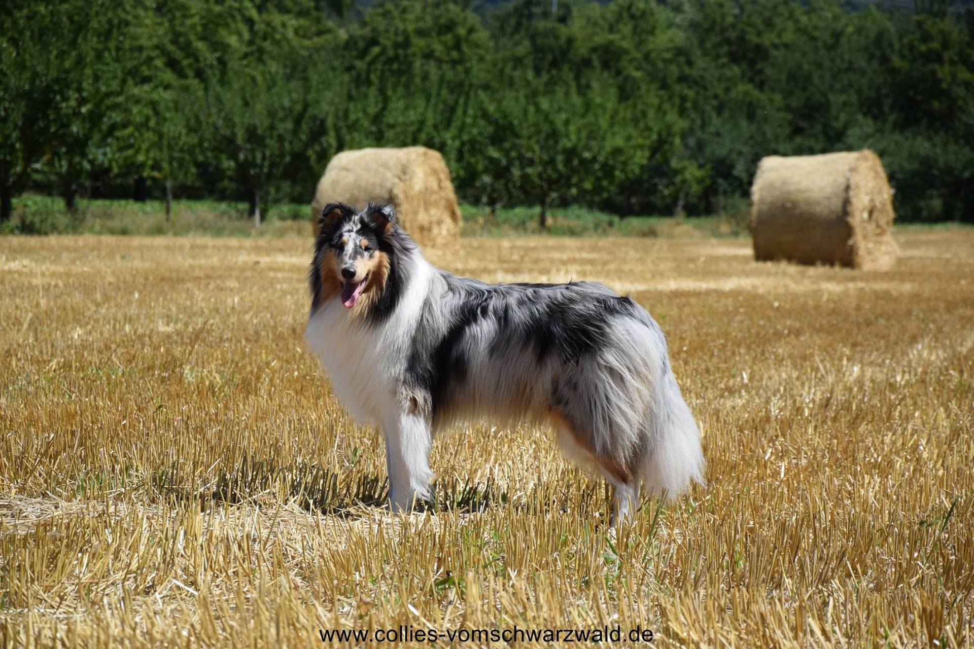 Blue Merle