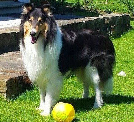 Bagira from the castletown