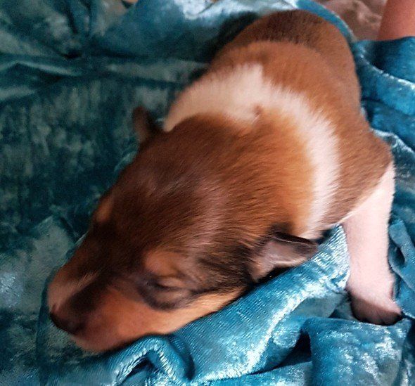 Alfine von der Kastanienallee Alfine von der Kastanienallee