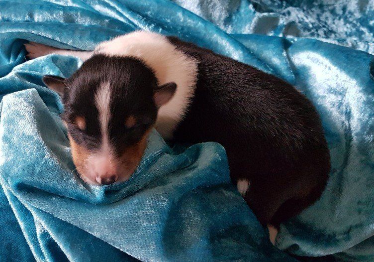 Attila von der Kastanienallee