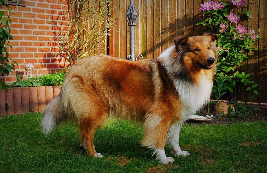Hedda im Garten
