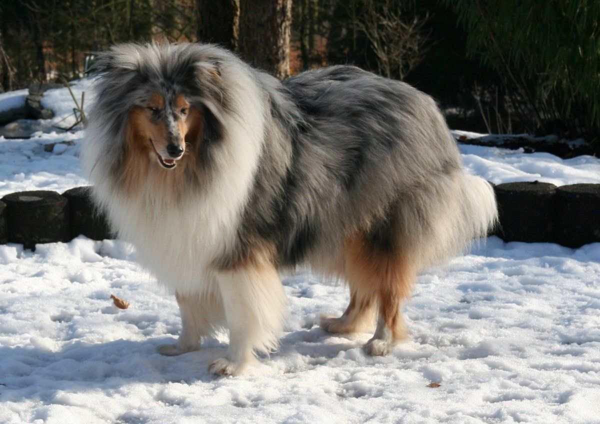 blue merle