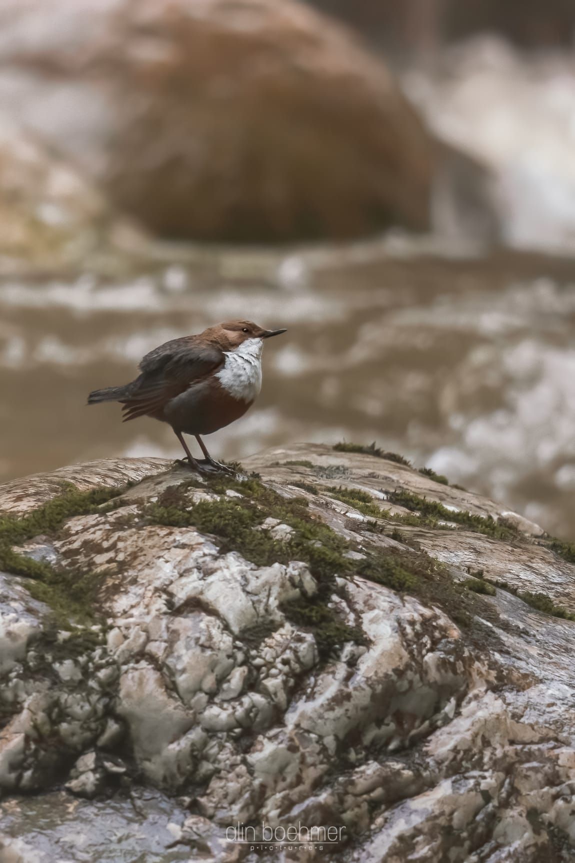 Wasseramsel in der Starzlachklamm