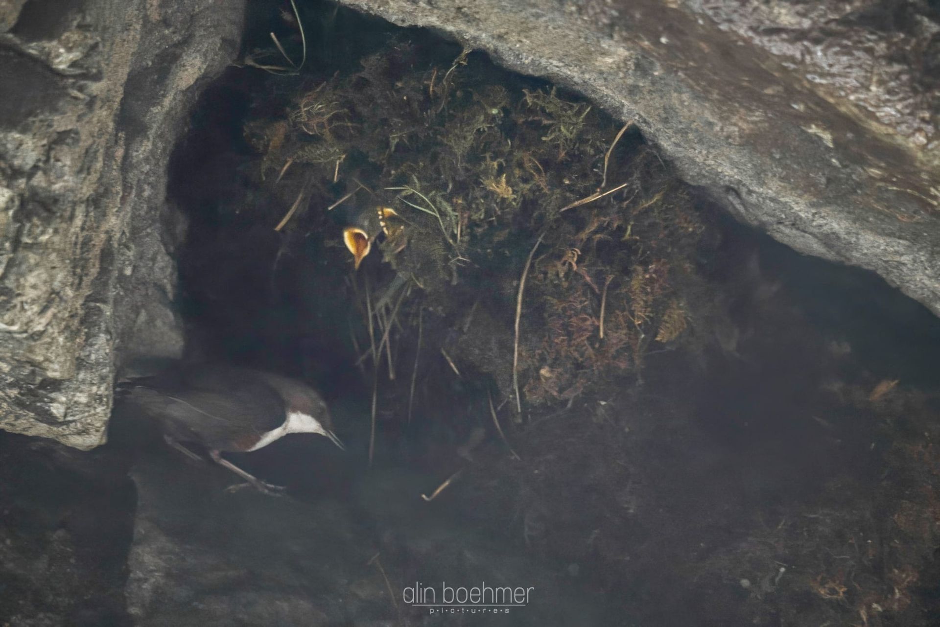 Wasseramselnest in der Starzlachklamm