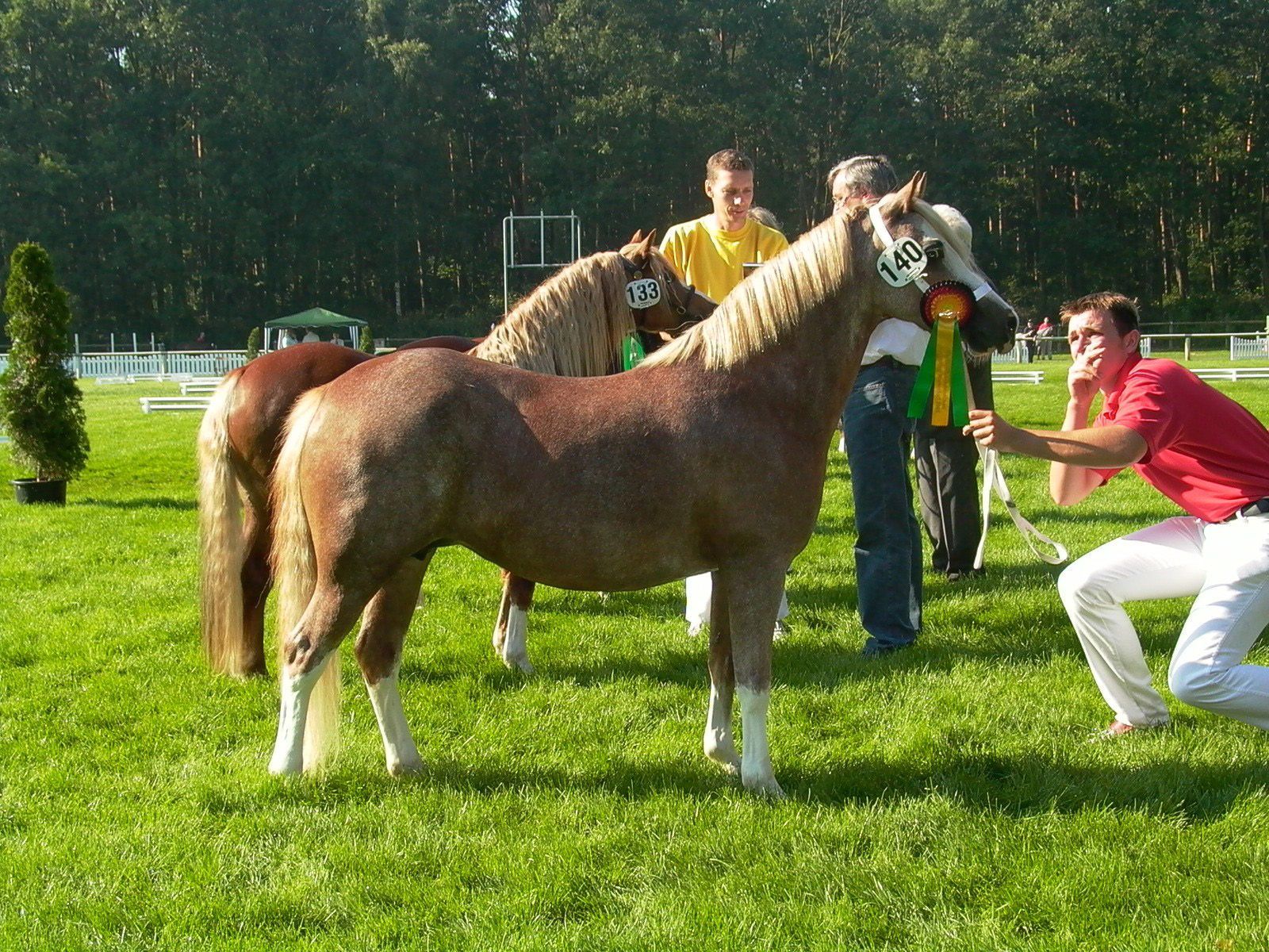 Tierschau Jaderberg 2009, Pferdeschau